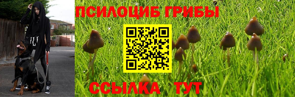Псилоцибиновые грибы Psilocybe Йошкар-Ола